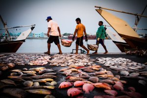 Fishermen - Unloading The Fish