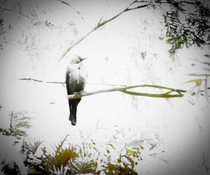 Black raven Of Kathmandu
